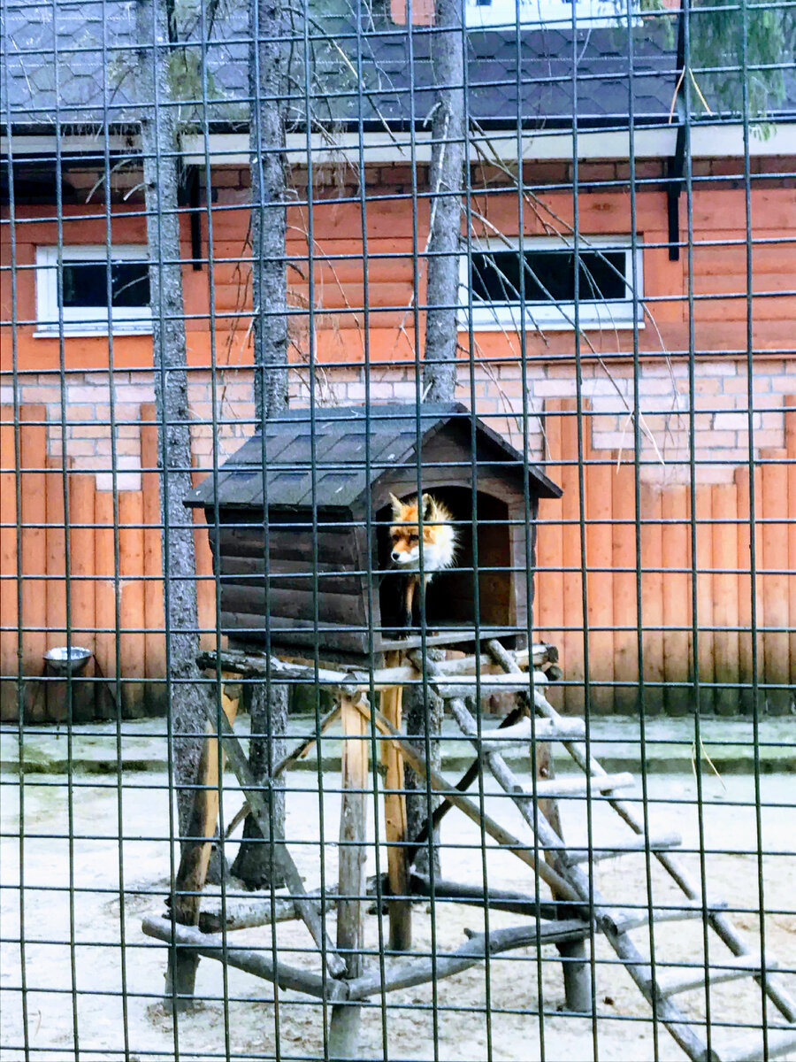 Зоопарк в Устюге.