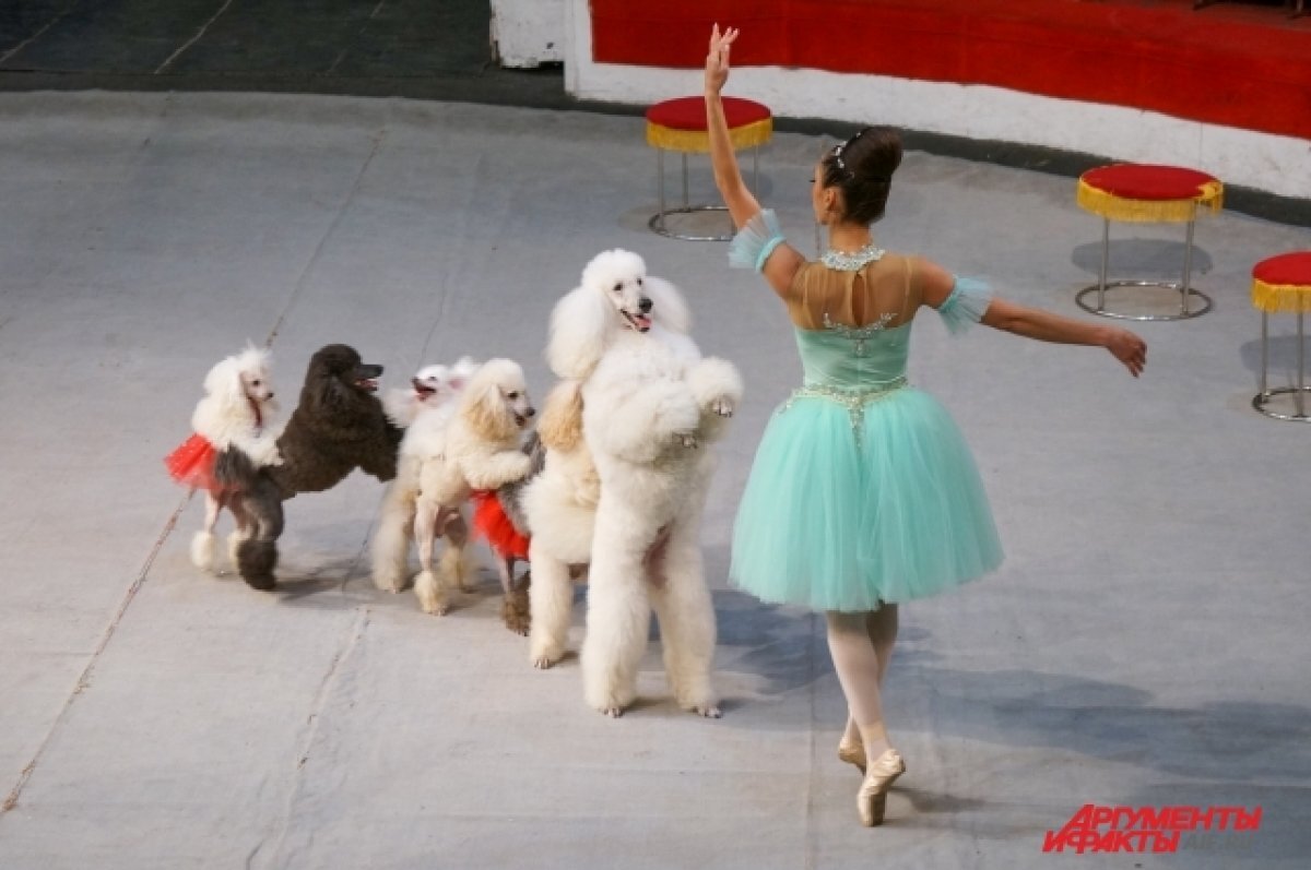    Шоу «Эпохи»: Чем удивит зрителя новая программа в Пермском цирке?