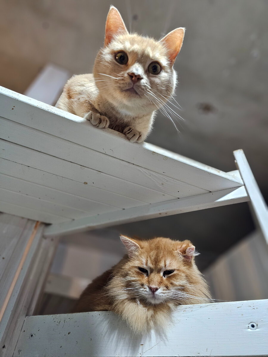 Фото автора. Мальта спинальница, да, именно, у нее два перелома, и она ходит уже и Малявка. Они очень любят наполнитель. Малява порыться, а Мальта полежать.