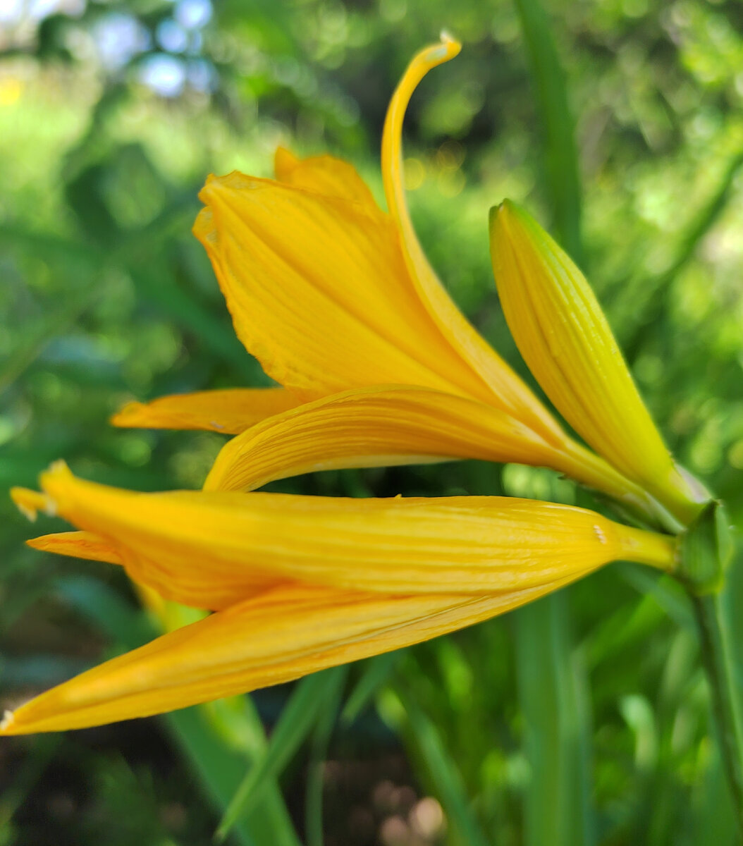 Лилейник желтый цветок в профиль. Фото автора 