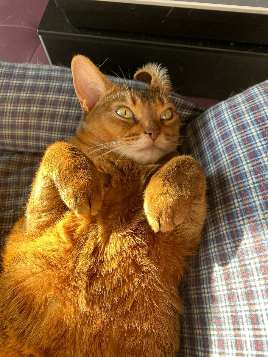 Кошка Амели