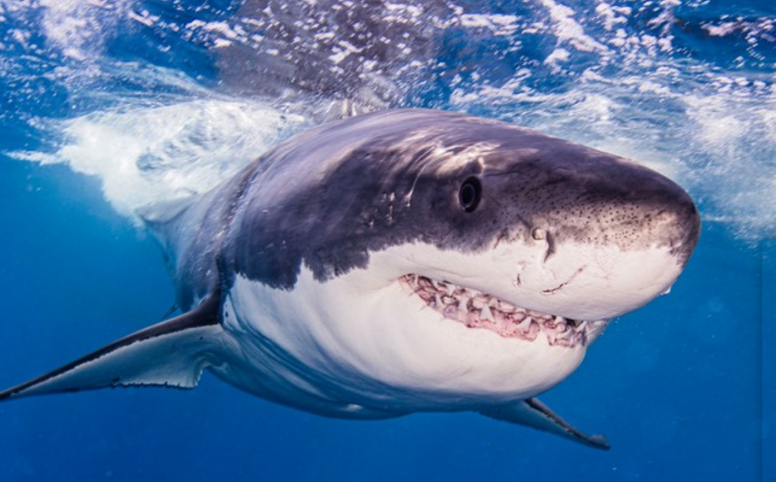 нападение акул на человека в черном море