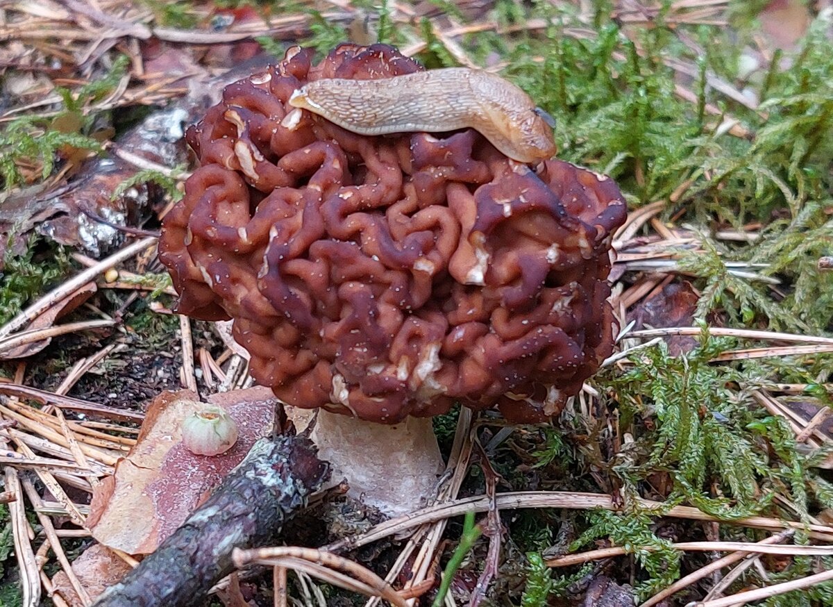 слизень на строчке