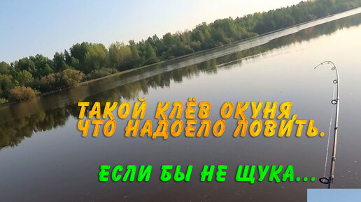 Такой клёв окуня, что надоело ловить. Если бы не щука...