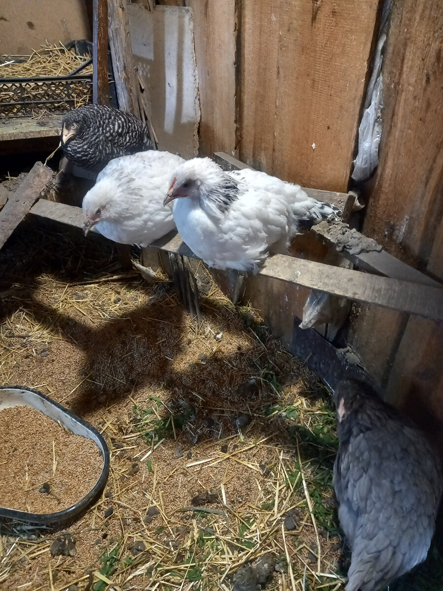 Черненькая курочка решила, что она здесь главная.