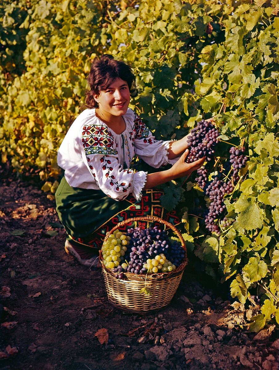 Виноградные плантации в Молдавии