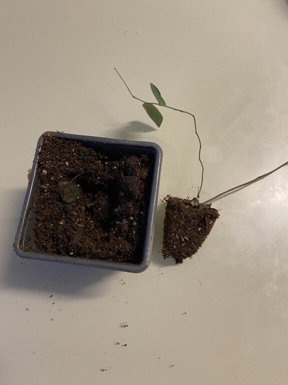 Но горшок отдельно, черенок отдельно. Саженец в Р9 и черенок это разные ценовые категории, и корешков у черенка видно не было. Выходить у меня не получилось.