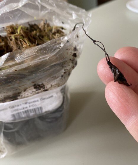 Вот такой грустный саженец. Аккуратно разобрала грунт в надежде найти живую часть черенка (ипомея очень живучее растение), но безрезультатно. В глине все сгнило.