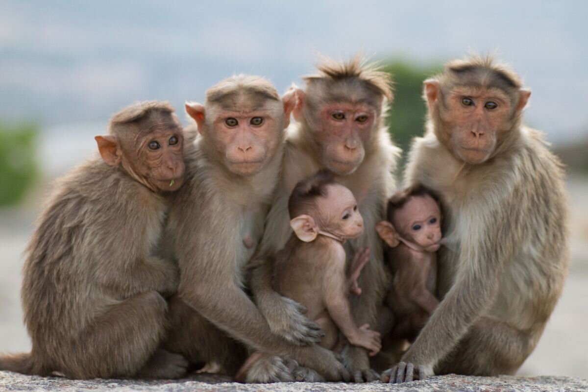прикольная картинка не в тему отсюда https://bipbap.ru/wp-content/uploads/2018/02/1300906487_these_funny_animals_648_02.jpg