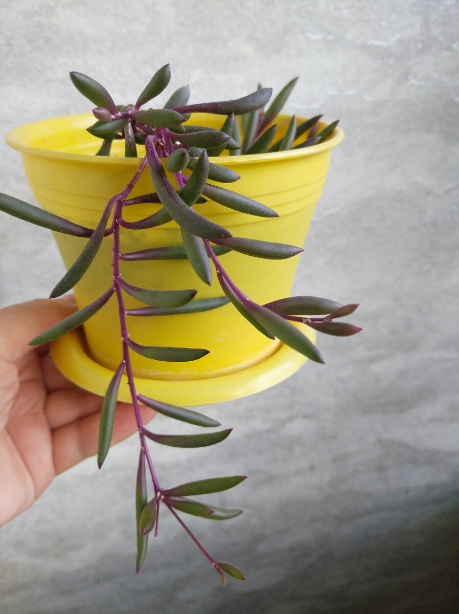 Отонна мясистая