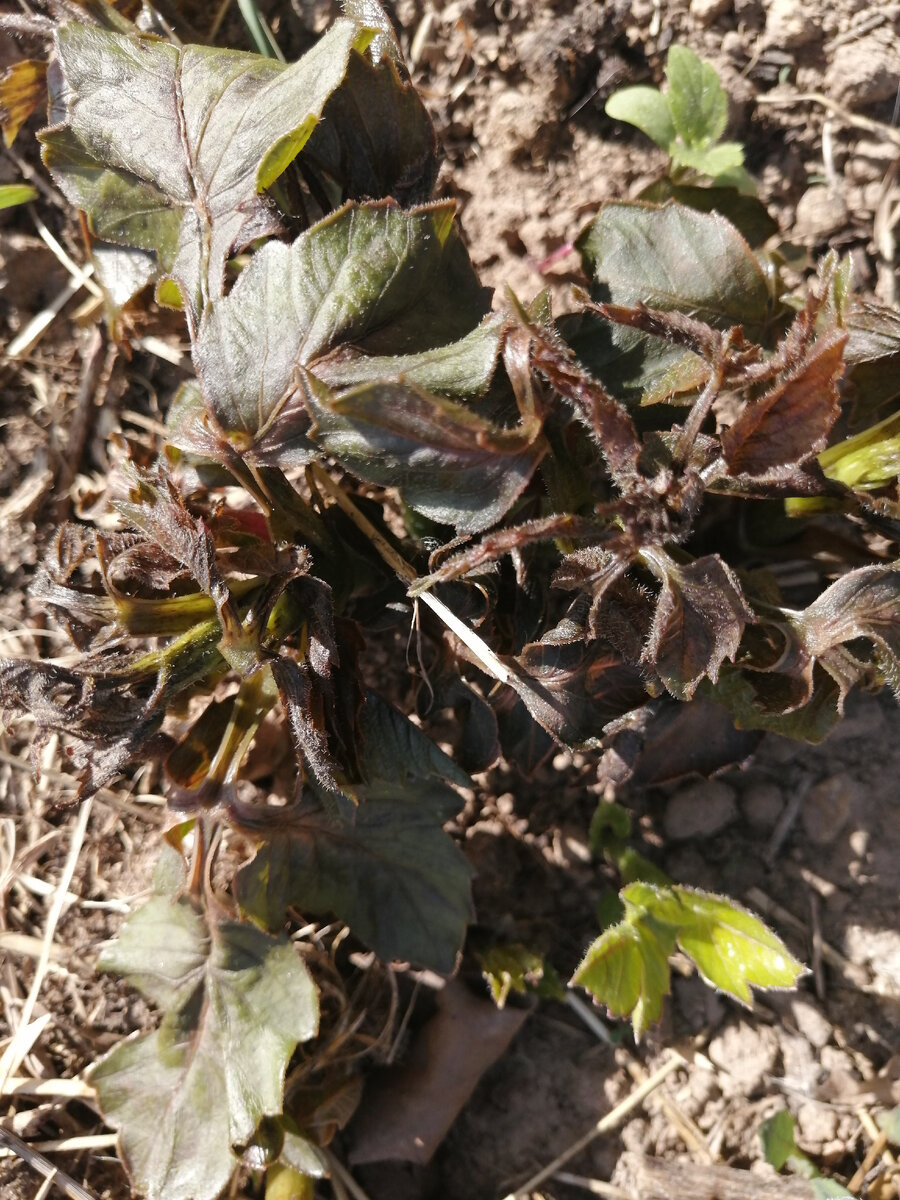 У этого гергина виден один живой росток, только сможет ли он зацвести