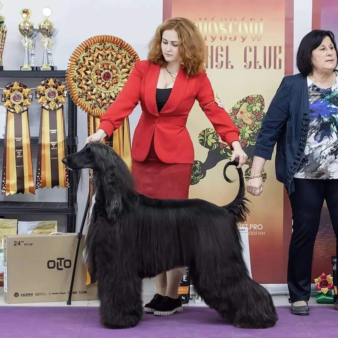 Наша работа | Призер конкурса | https://all-for-pet.ru/