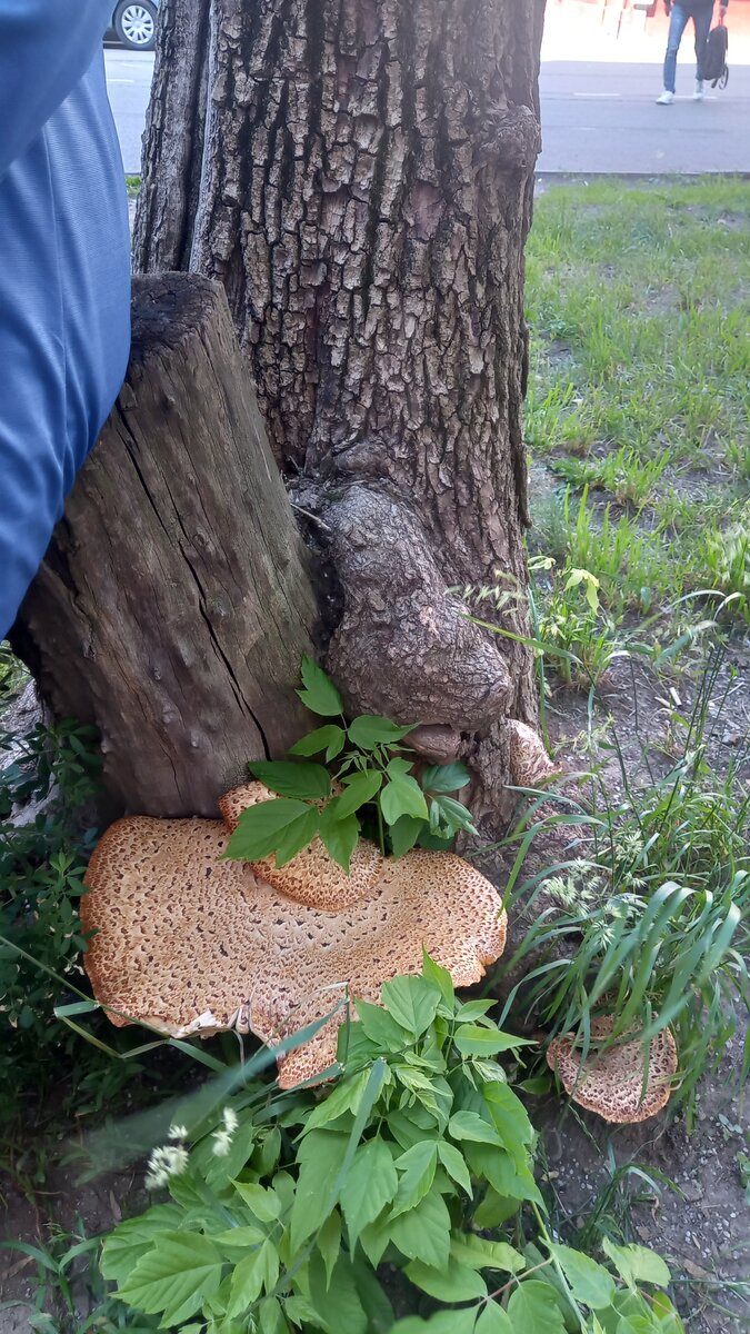 Трутовик  - гриб, что растёт на дереве.