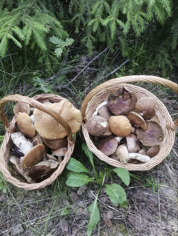 Корзины сергей П и его жены. Юг МО