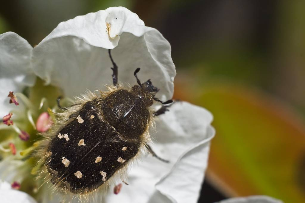 Белокрылка, майский жук и олёнка мохнатая: как бороться с вредителями