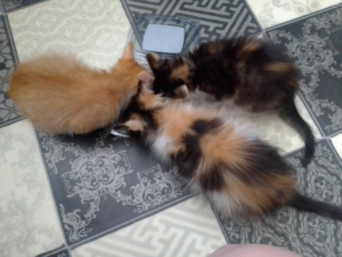 Приемные дети Муси 