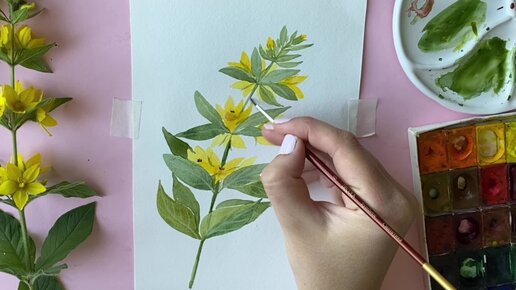 Рисуем поэтапно летний цветок Вербейник. Рисование для взрослых