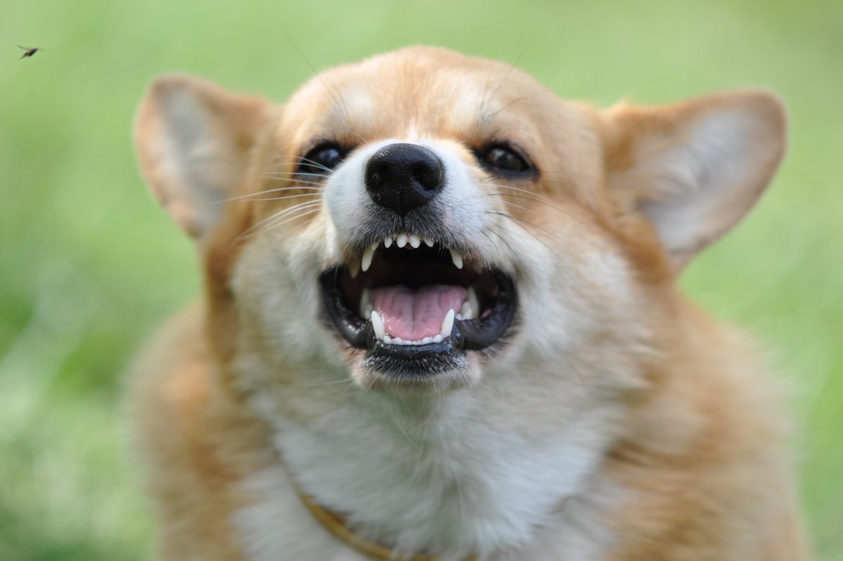 источник фото: https://kartinkin.net/uploads/posts/2022-12/thumbs/1670465442_61-kartinkin-net-p-richashchaya-sobaka-krasivo-65.jpg