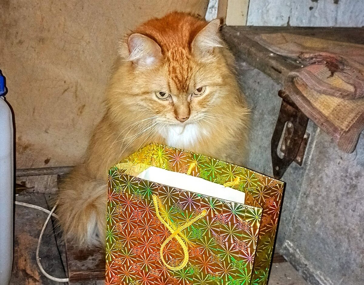 Даже подарки не радуют...