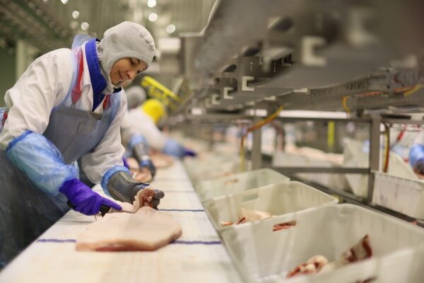    На заводском оборудовании мясо маринуется со специями и пряностями по тщательно проработанным технологами рецептам. Шашлык «Деликатесный» и «Традиционный» нарезаются из мягкого, свиного окорока, а шашлык «Из свиной шейки» – из сочного шейного отруба