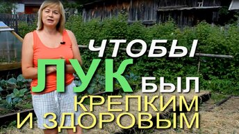 Как только появились ЛУКОВЫЕ ПЕРЬЯ высотой 10-15 см нужно сделать ПЕРВУЮ подкормку.