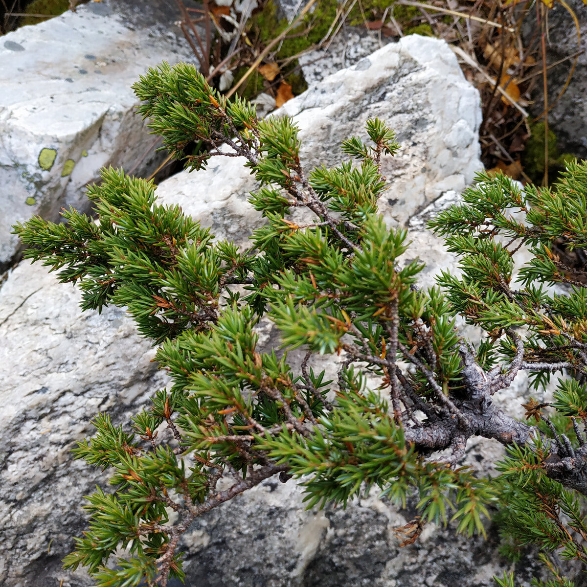 Зюраткуль. Курумник и хвоя.