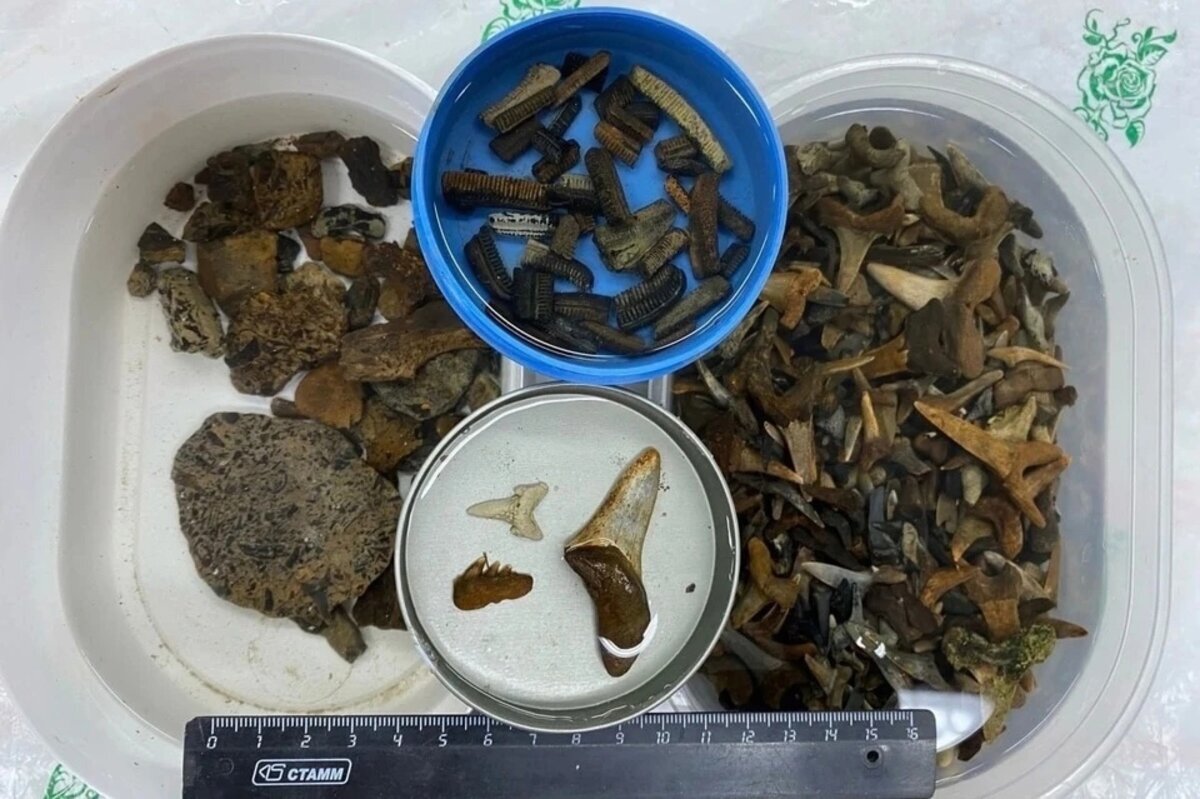    Кости отправили в Москву для исследований