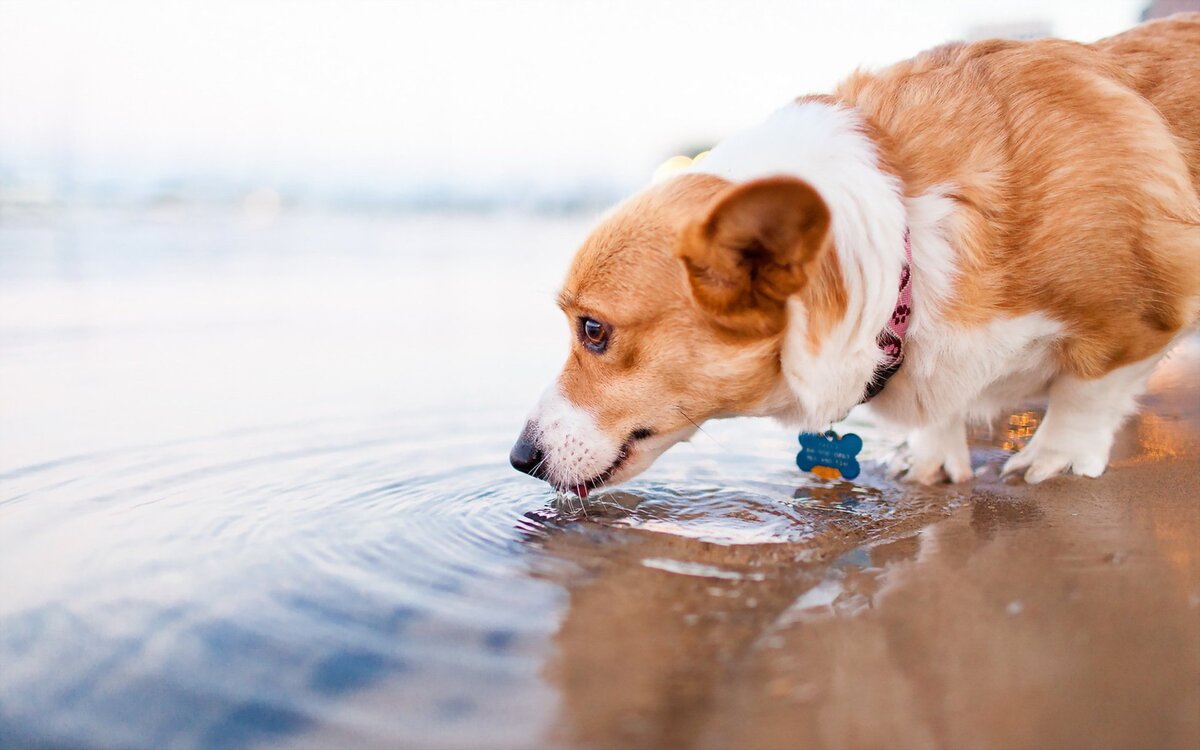 Вода щенки