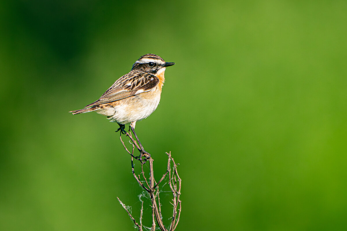 Луговой чекан