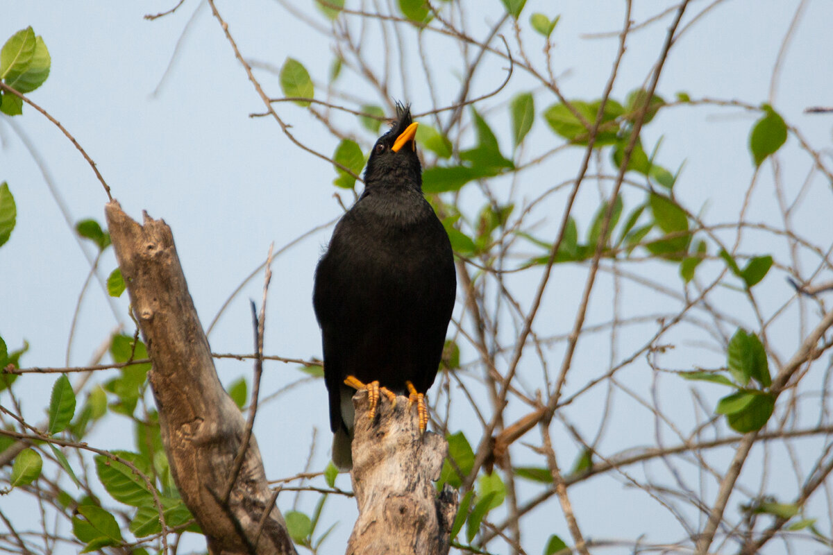 Большая майна