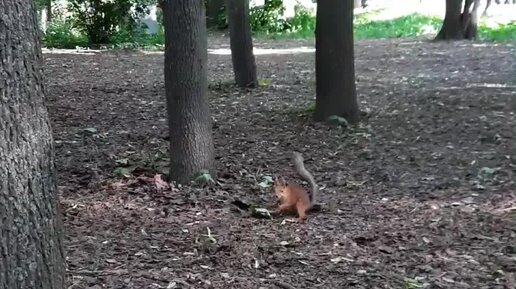 Лайт Версия | Запасливая белка в Нескучном саду спрятала орешек и ...