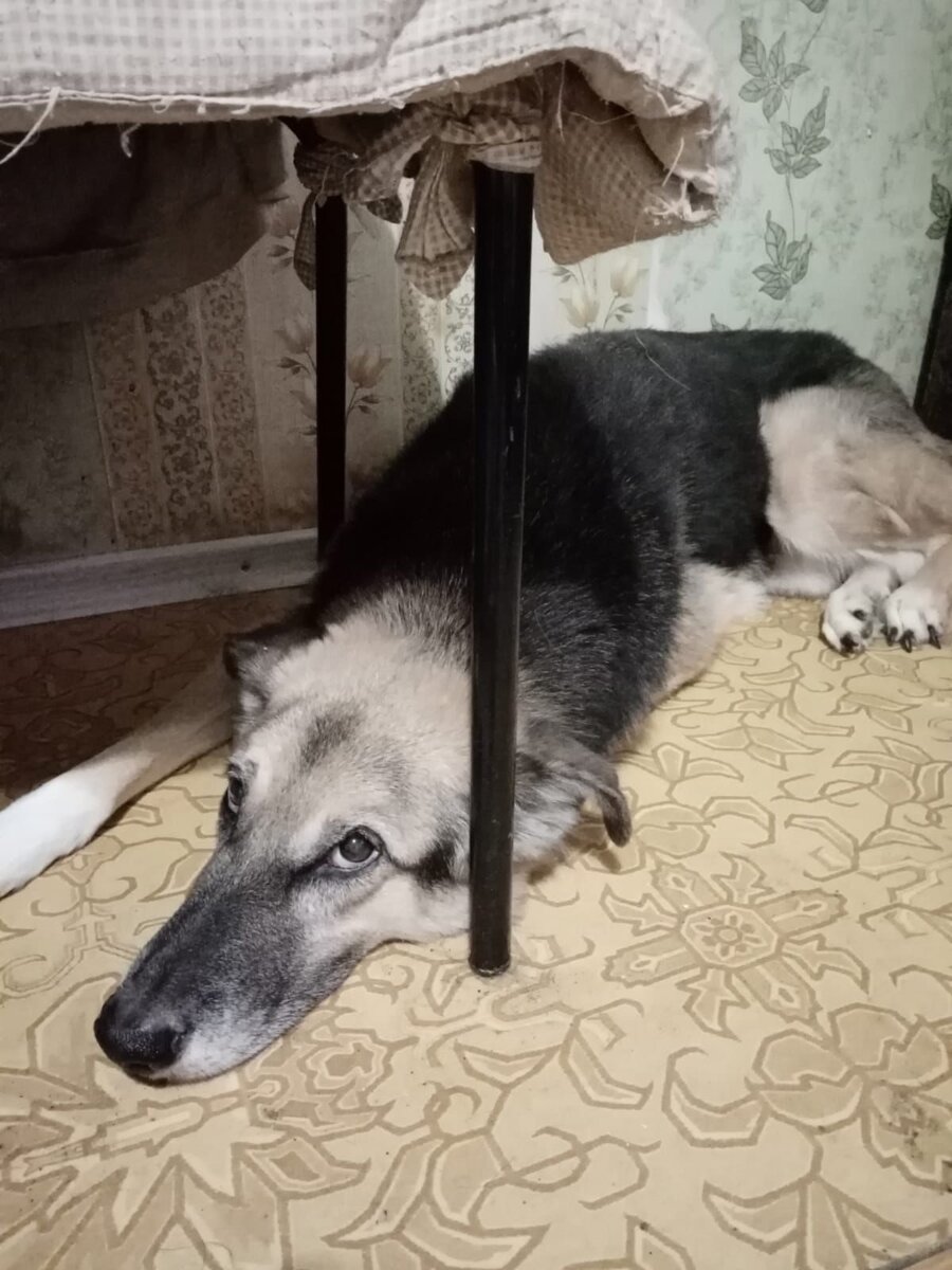 Мухтар