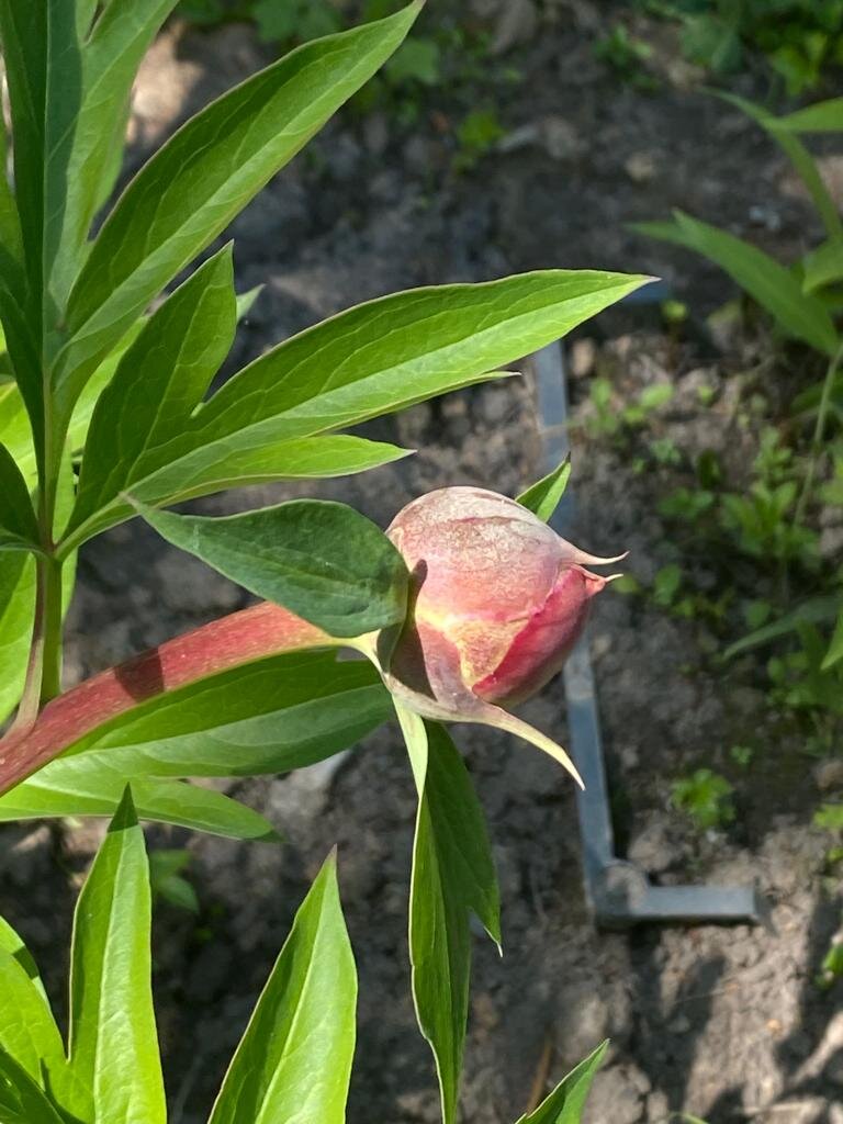 Какой цвет скрывается под красными чешуйками бутона?