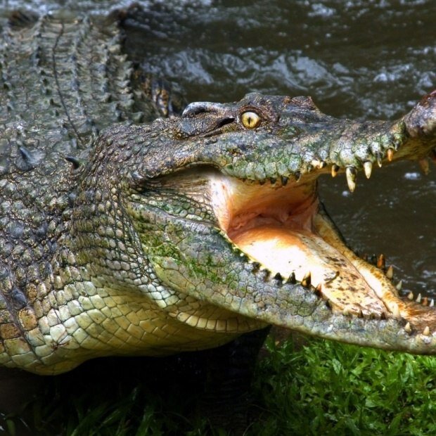 
­Главное в земной жизни - эффективная стратегия добывания пищи!