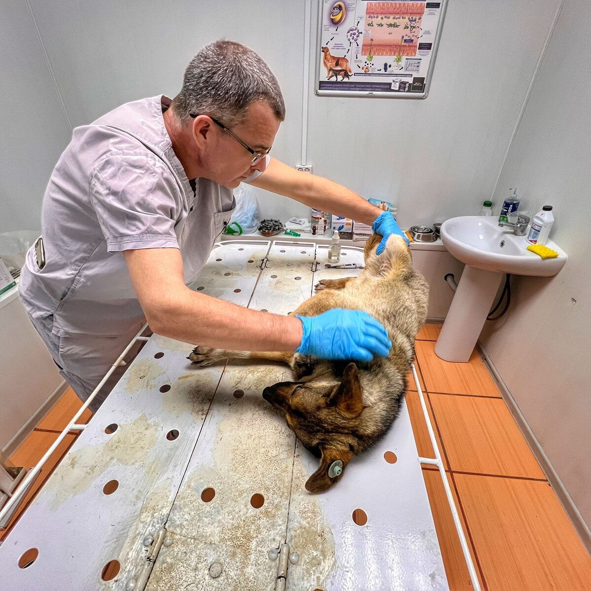 Каждый день приюта-это тетанический труд 