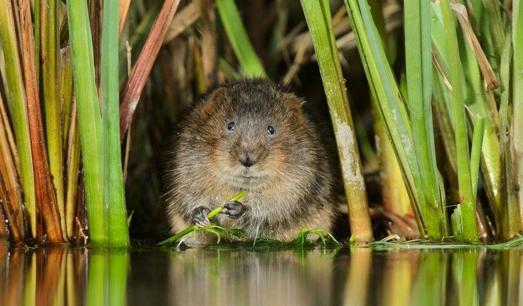 Водяная полевка. Источник: grizun.net
