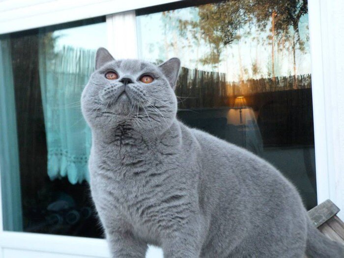 Британский кот, голубой окрас