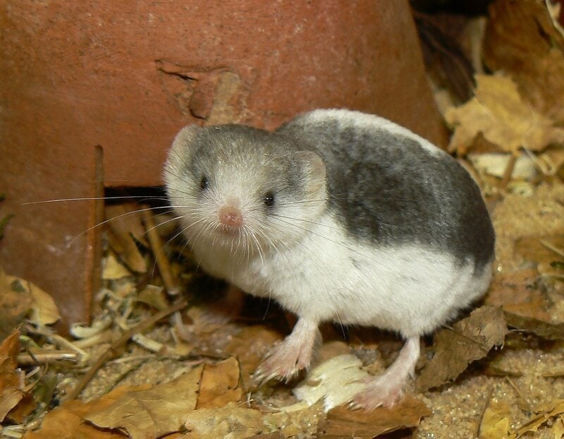 Приглашаю вас к себе на ужин. Но не гарантирую, что ужином станете не вы.