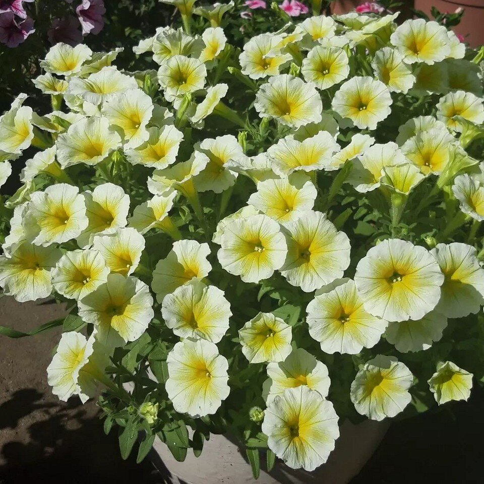      fanat_flower