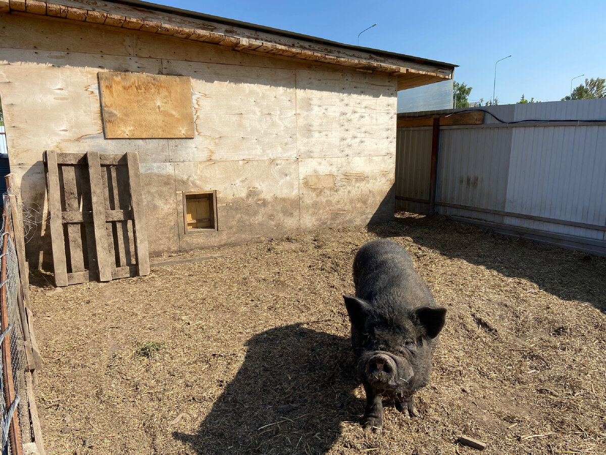 Наш хряк Султан