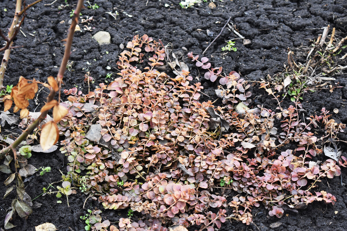 Вербейник монетчатый ауреа в конце февраля