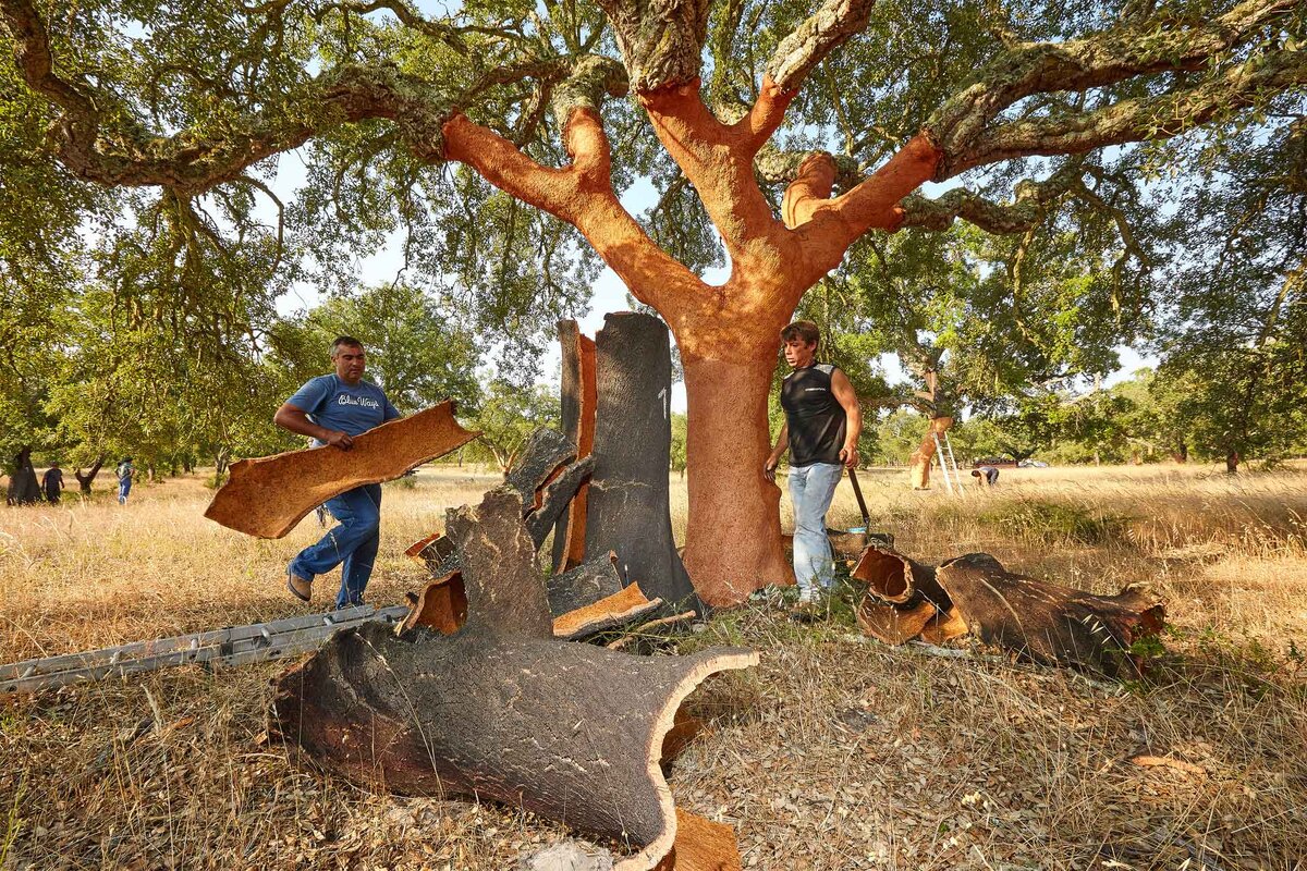 Энергичные мастера