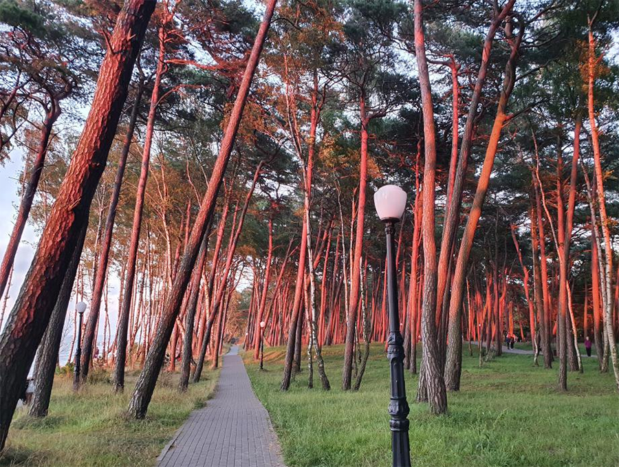 Пионерский калининградская область парк. Парк сосновый бор в пионерском. Сосновый бор пионерский калининградская область. Сосновый бор пионерский. Сосновый бор парк.