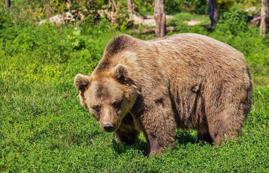    Фото: pixabay.com