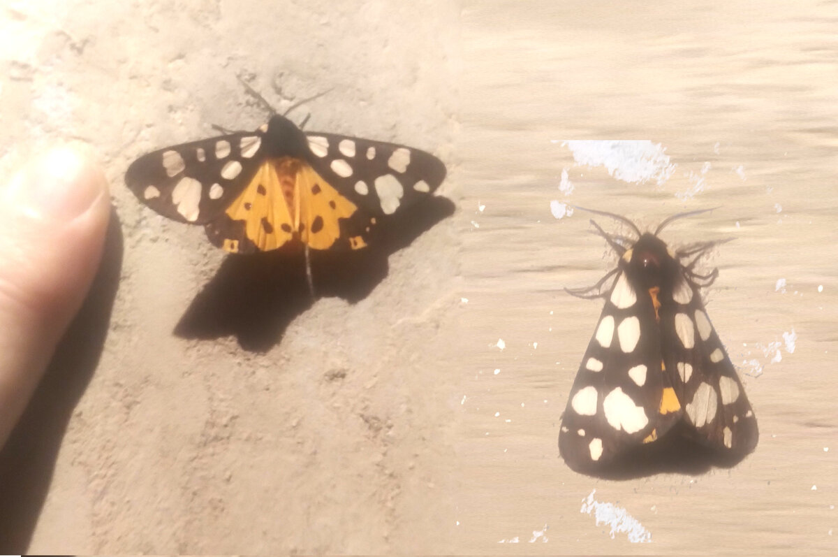 Ночная бабочка рода Арктии (Arctia) подсемейства Медведицы (Arctiinae) семейства Эребиды (Erebidae).