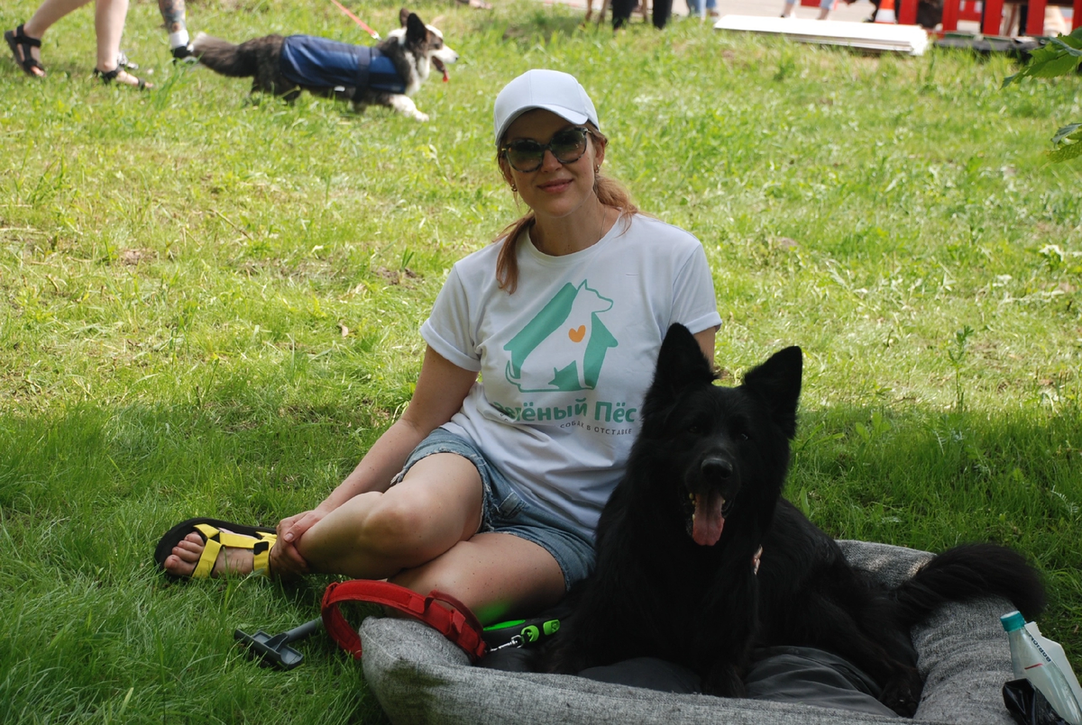 Зеленый пес клуб. Зеленый пес клуб. Дабл мерль бордер колли. Метис шпица. Пиренейская овчарка короткошерстная.