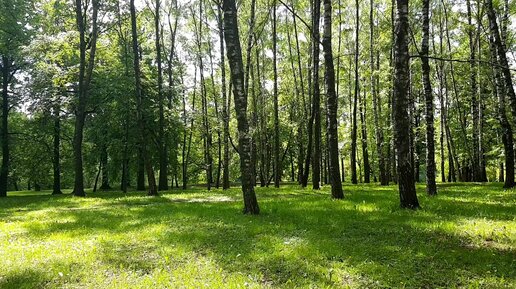 Пение птиц в березовой роще