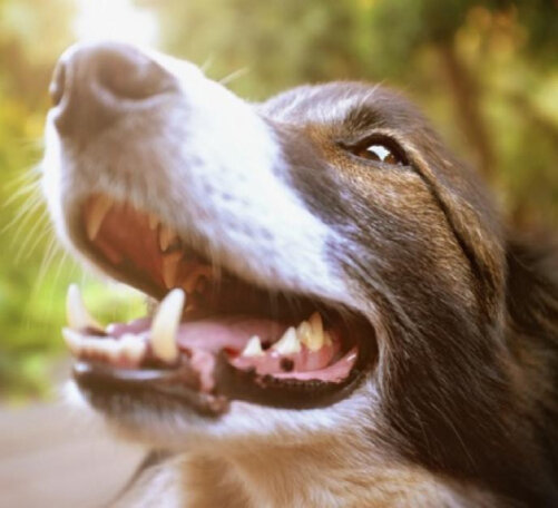 Наросты на десне у собаки: причины, диагностика и лечение