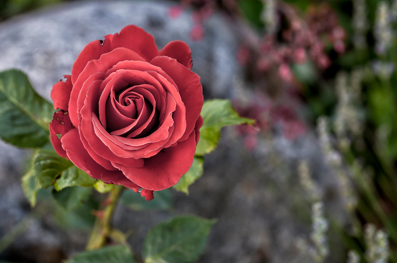 Мы знаем и любим розы как символ любви и заботы. Но как много мы на самом деле знаем о них? Мы одержимы желанием узнать все, что только можно знать о нашем любимом цветке.