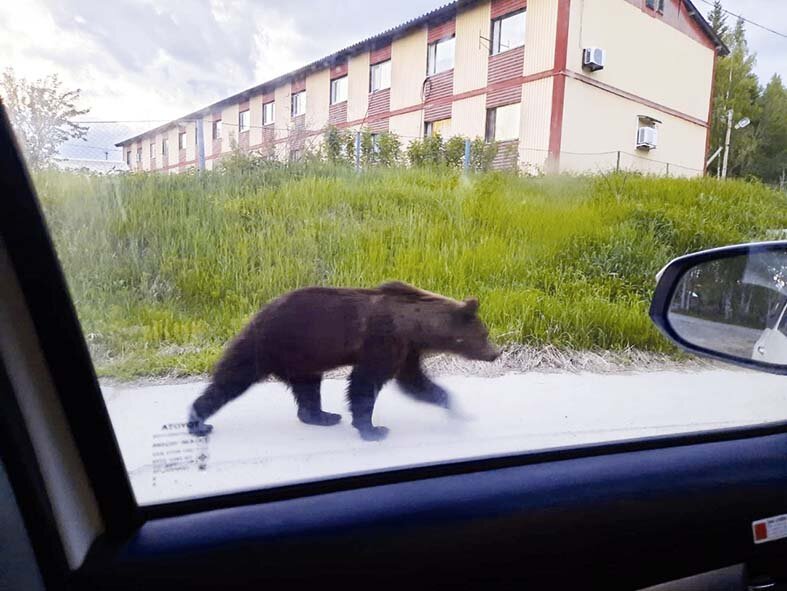    Незваные гости